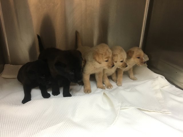 chienne-chiots-sauvetage-texas-3