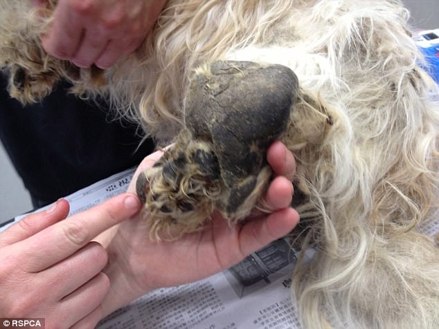 chiens-maltraitance-conditions-australie-4