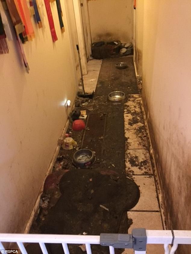 chiens-maltraitance-conditions-australie-1