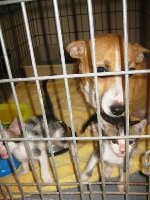 esperanza-chienne-chatons-sauvetage-3