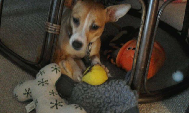 esperanza-chienne-chatons-sauvetage-4