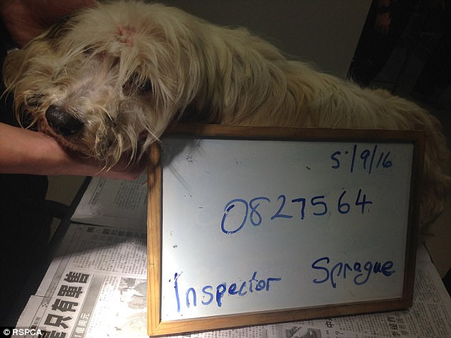 chiens-maltraitance-conditions-australie-2