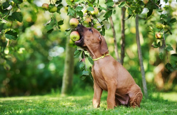 chiens-aliments-a-ne-pas-donner-7