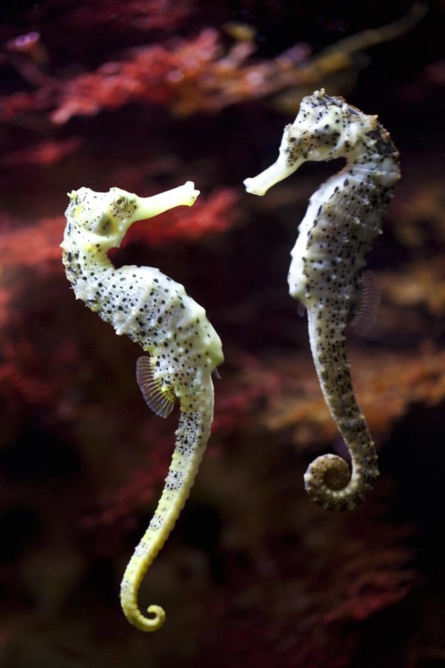 seahorses_medicine_shops_china_5