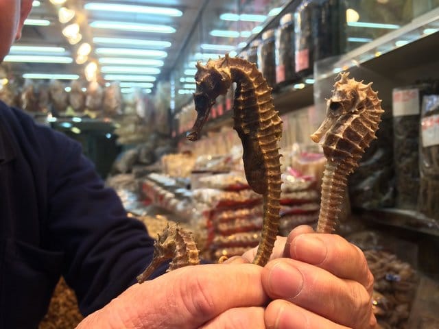 seahorses_medicine_shops_china_2