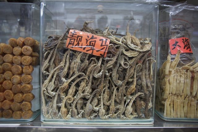 seahorses_medicine_shops_china_1