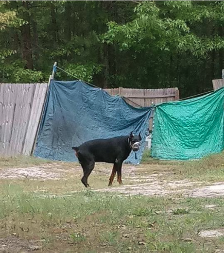 tank-tape-lexington-3