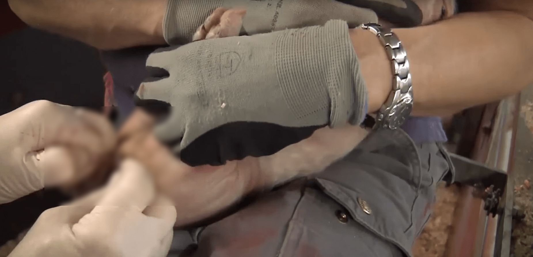 porcs-elevages-francais-3_censored