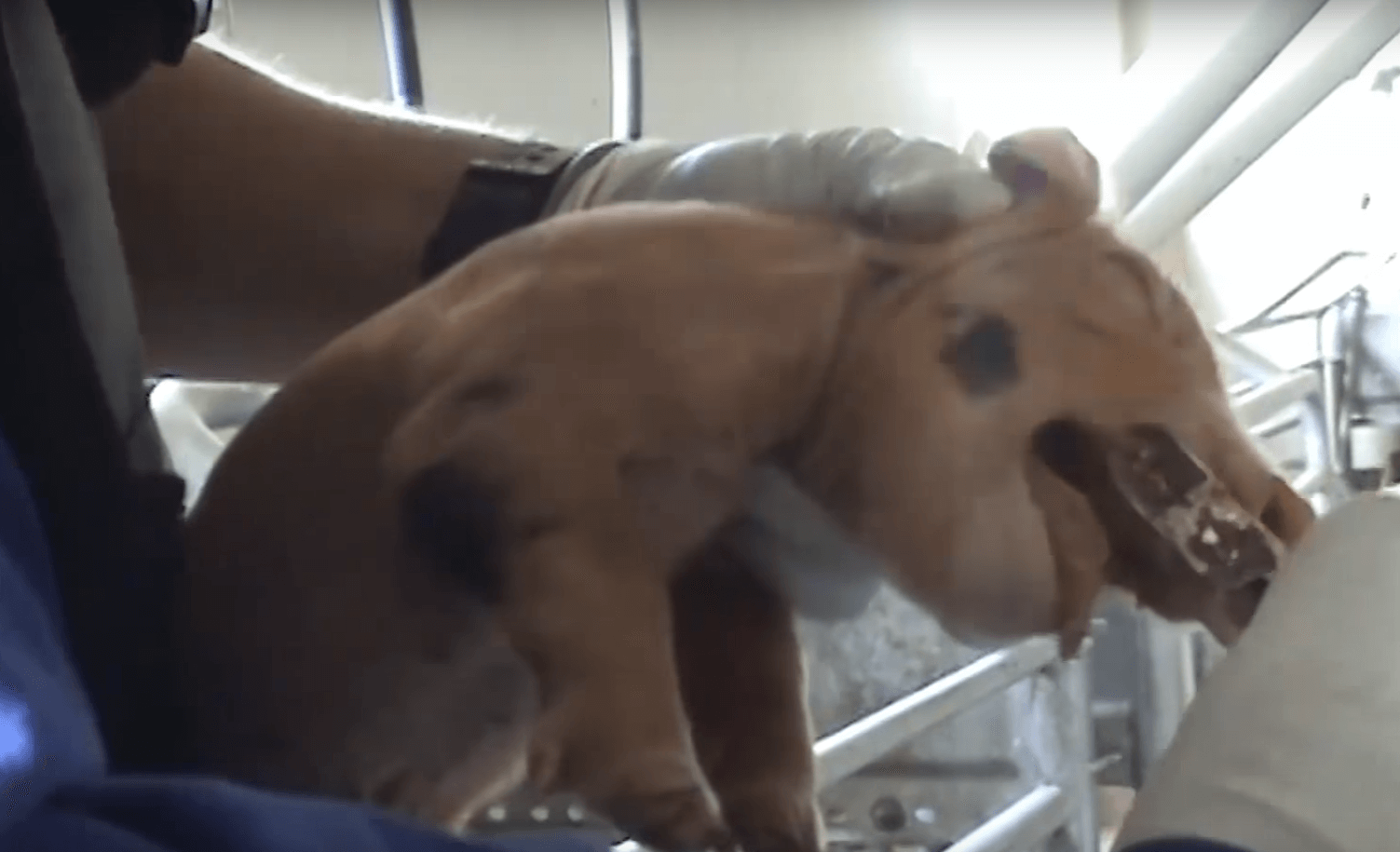 porcs-elevages-francais-1