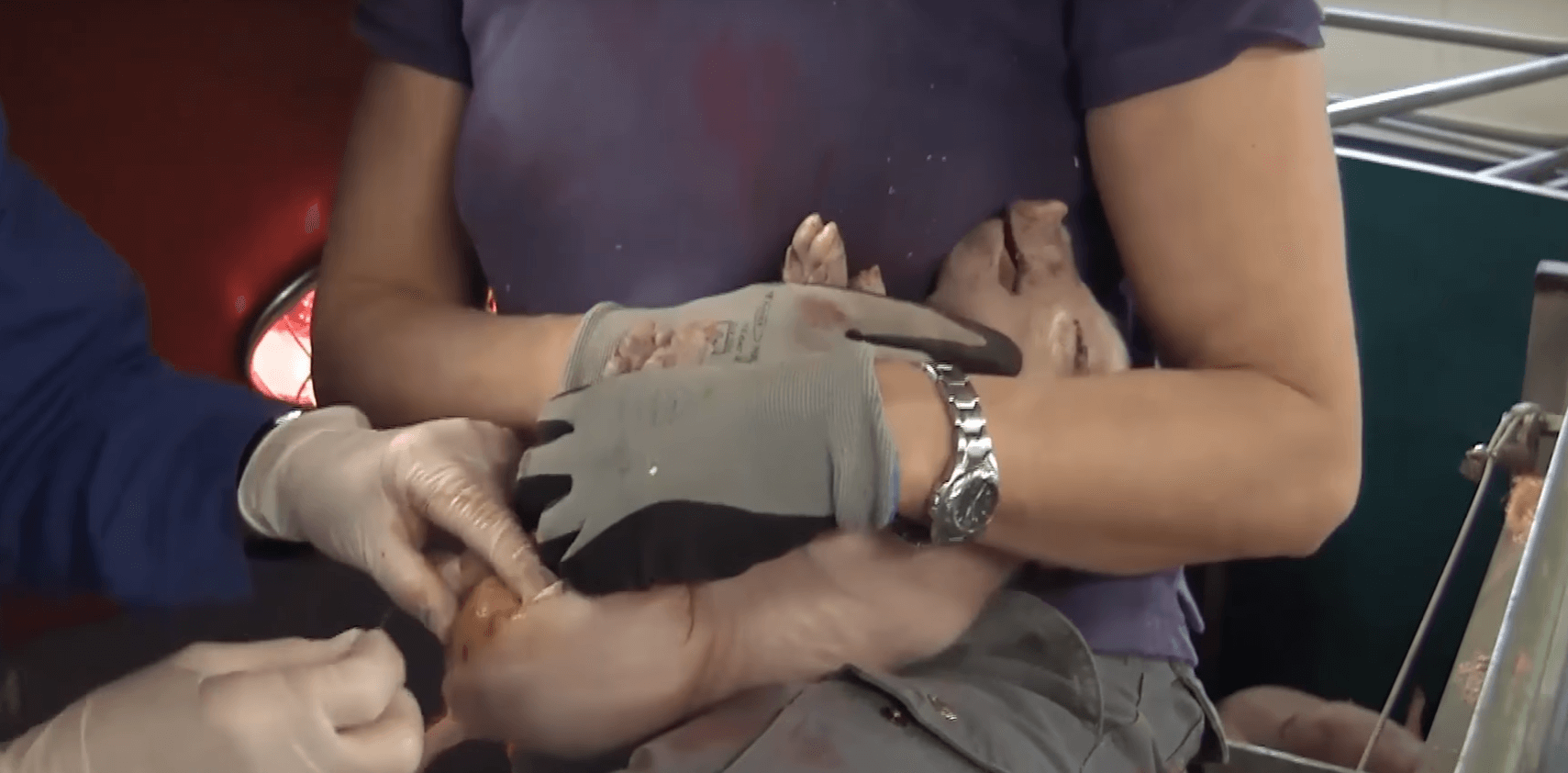 porcs-elevages-francais-2