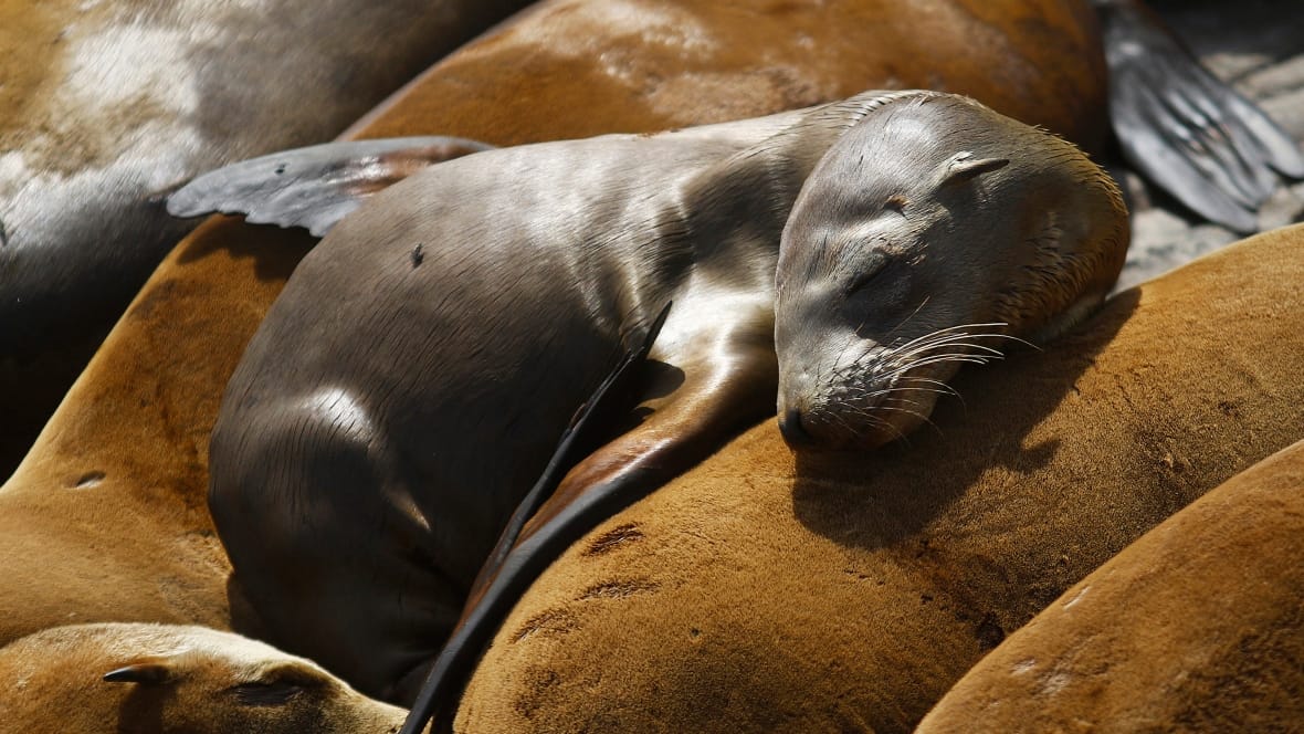 sealion-starving-california-6