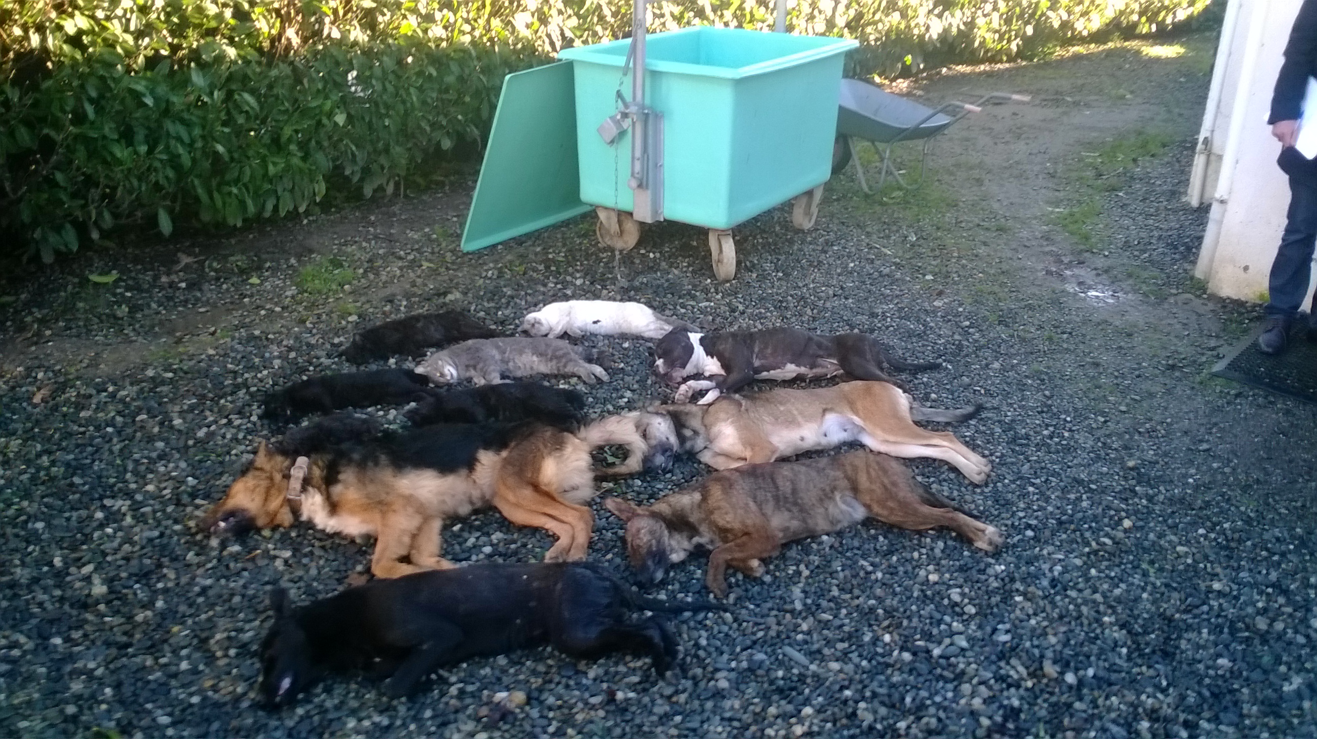 spa-pau-euthanasie-1