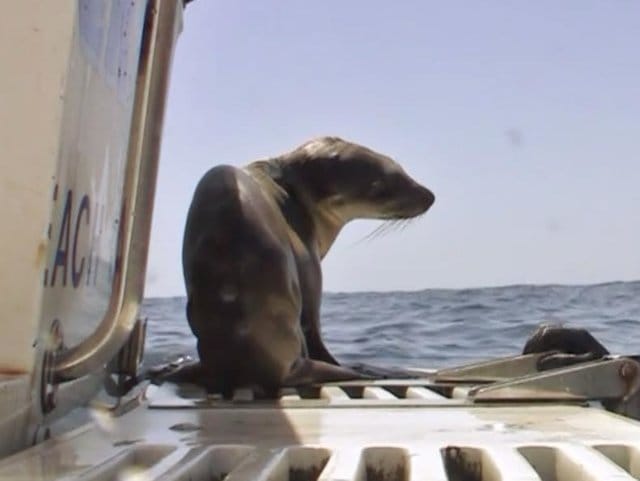 sealion-starving-california-4 (1)