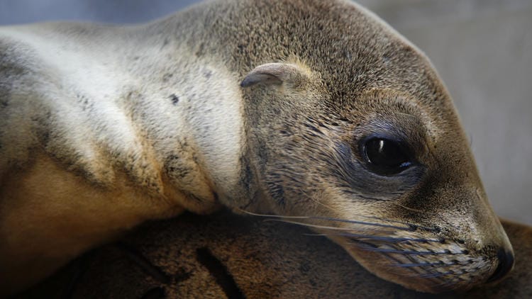sealion-starving-california-1 (1)