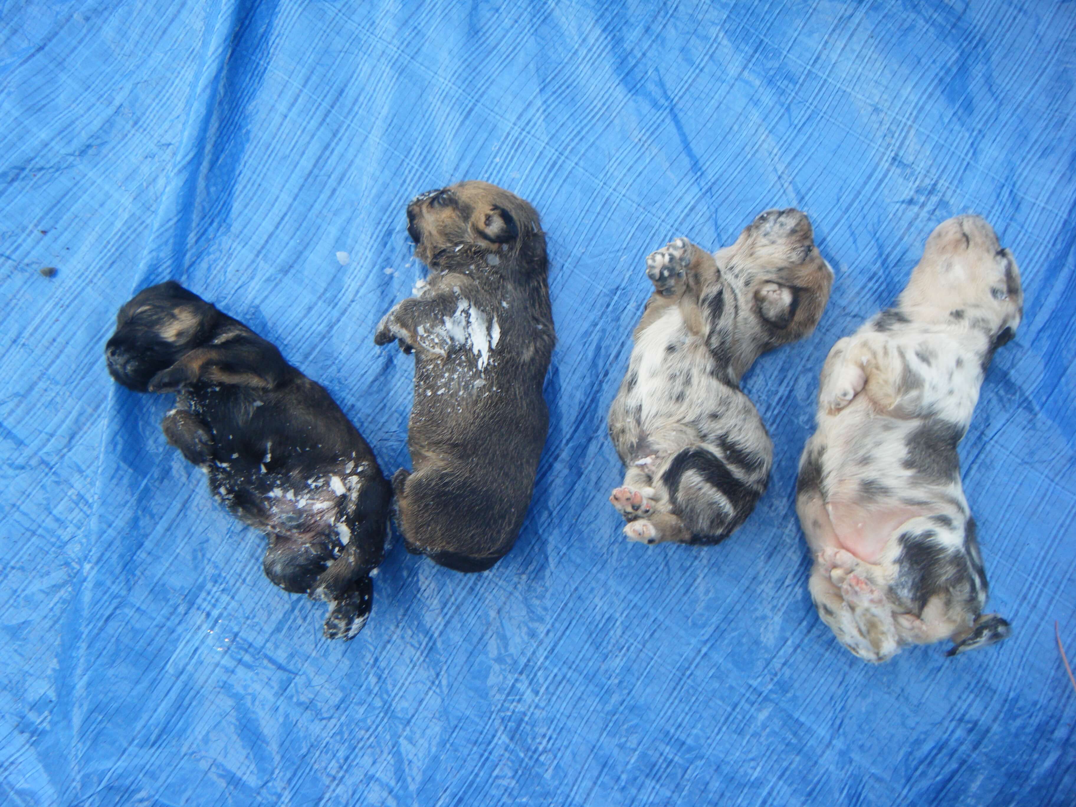 spa-pau-euthanasie-2