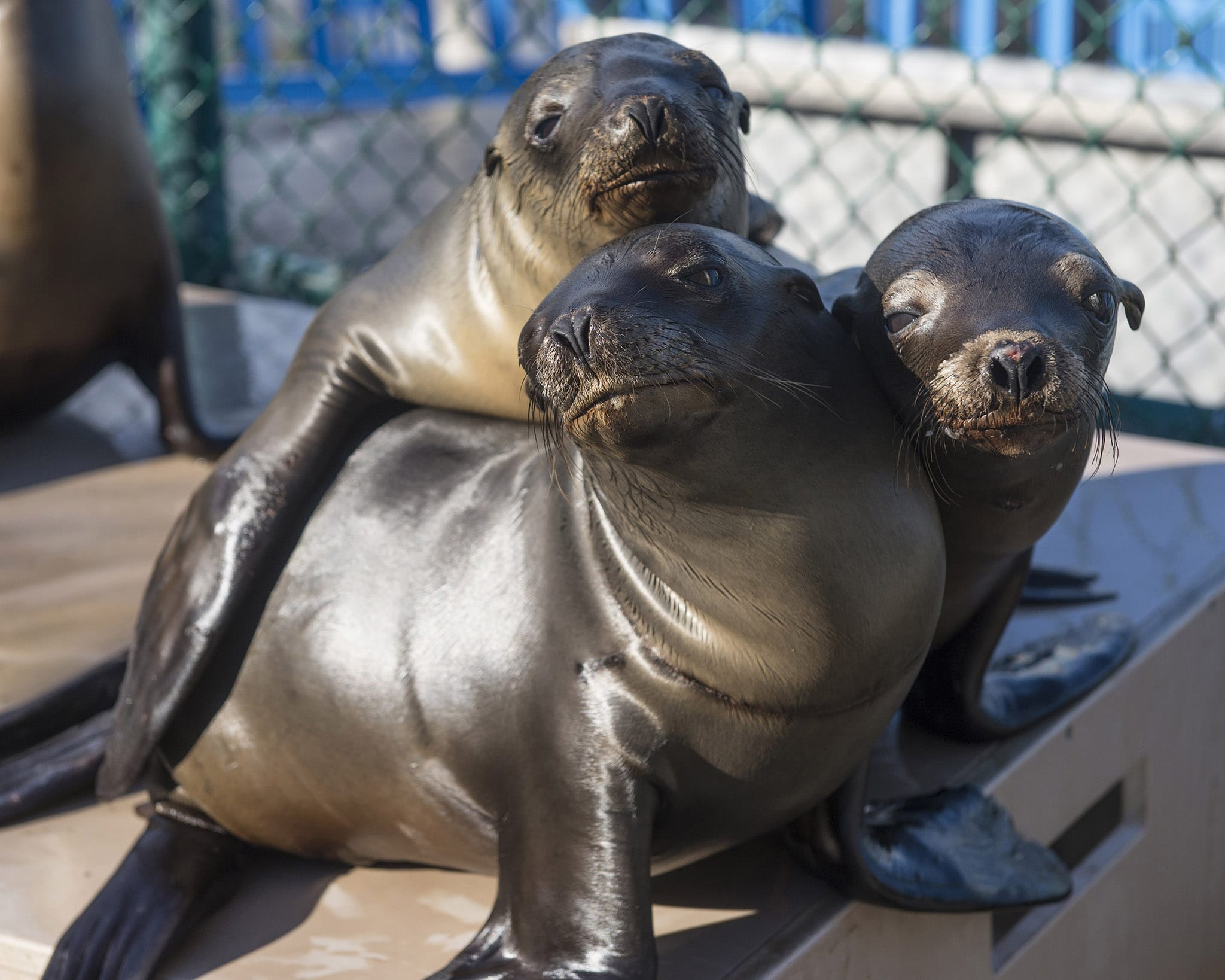 SAN DIEGO, CA - JANUARY 27: In this handout image provided by SeaWorld San Diego, California sea lion pups recover at SeaWorld San Diego's Animal Rescue Center January 27, 2015 in San Diego, California. The marine park, along with other rehabilitation facilities along the California coastline, is seeing a dramatic increase in the number of ailing sea lions stranded on beaches this year. The young animals, six to eight months old, are found extremely lethargic, malnourished and dehydrated. It's not known with certainty why the region is seeing a larger number of strandings this early in 2015, however, there could be insufficient food sources for the sea lions. SeaWorld San Diego has rescued 62 marine mammals since Jan. 1, and 60 of those are California sea lions. (Photo by Mike Aguilera/SeaWorld San Diego via Getty Images)