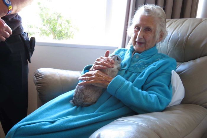 greyhound-retirement-home-3