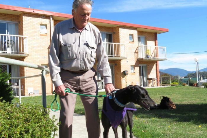greyhound-retirement-home-2