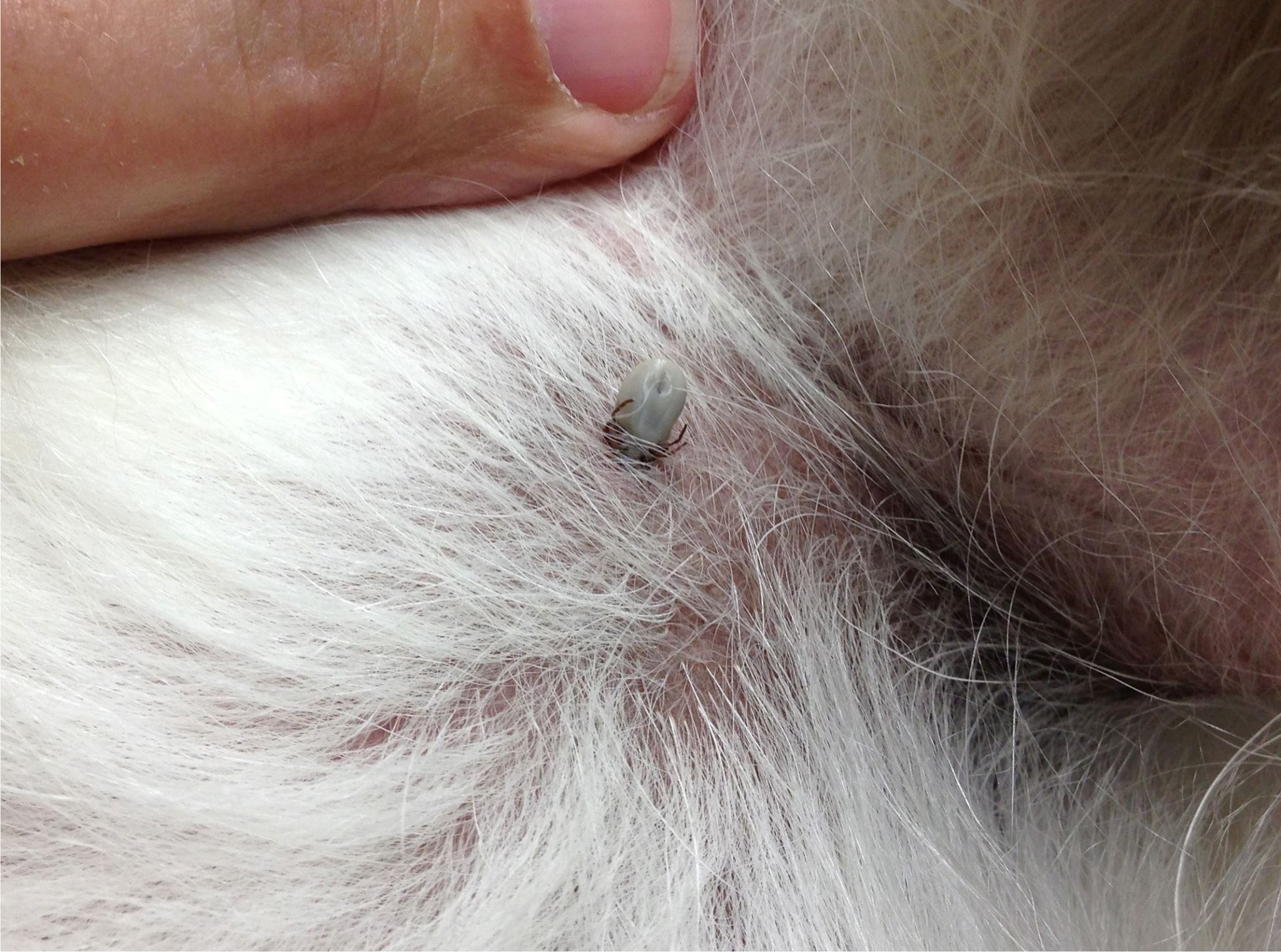 chien-tiques-conseils-3