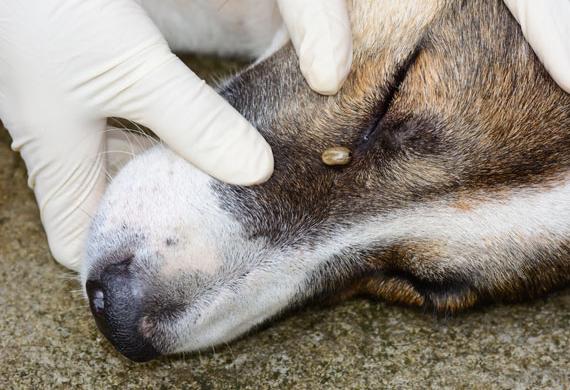 chien-tiques-conseils-6