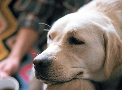 piroplasmose-chien-conseils-2