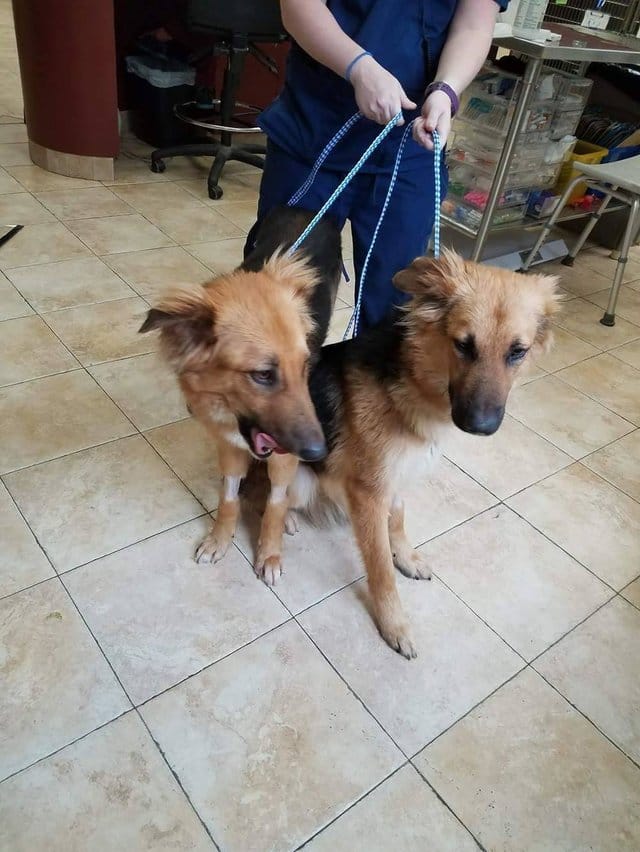 apollo_adonis_dog_pair_rescue_1