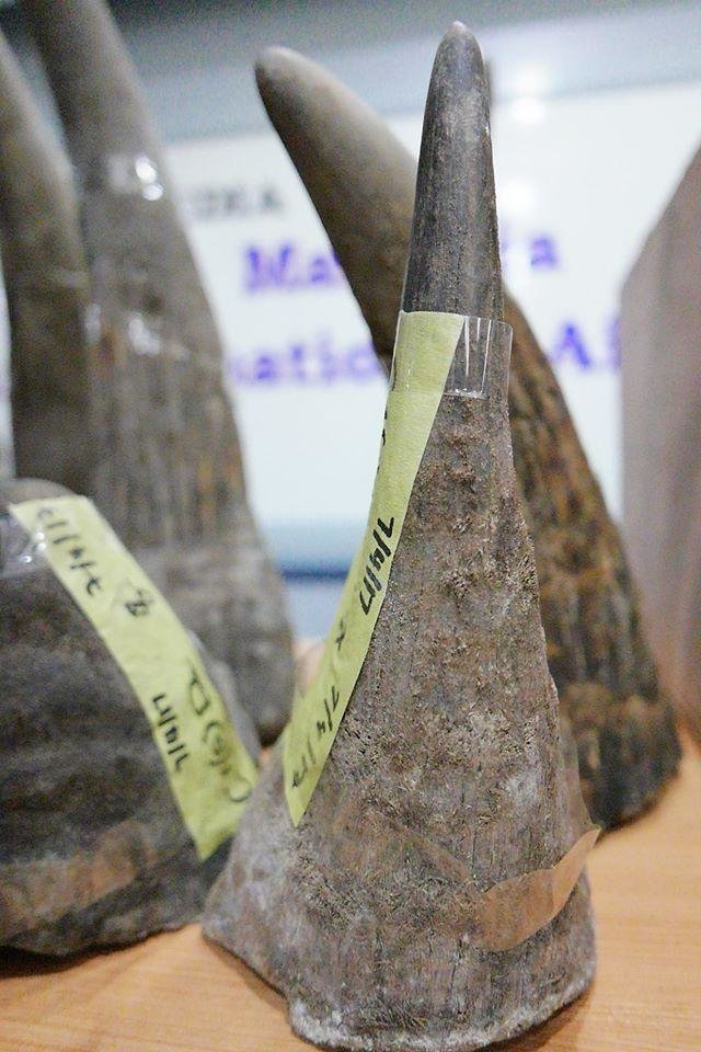 rhino-horn-malaysia-2