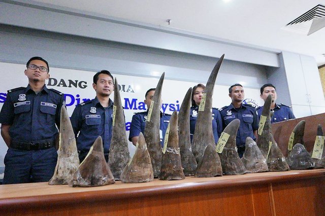 rhino-horn-malaysia-4