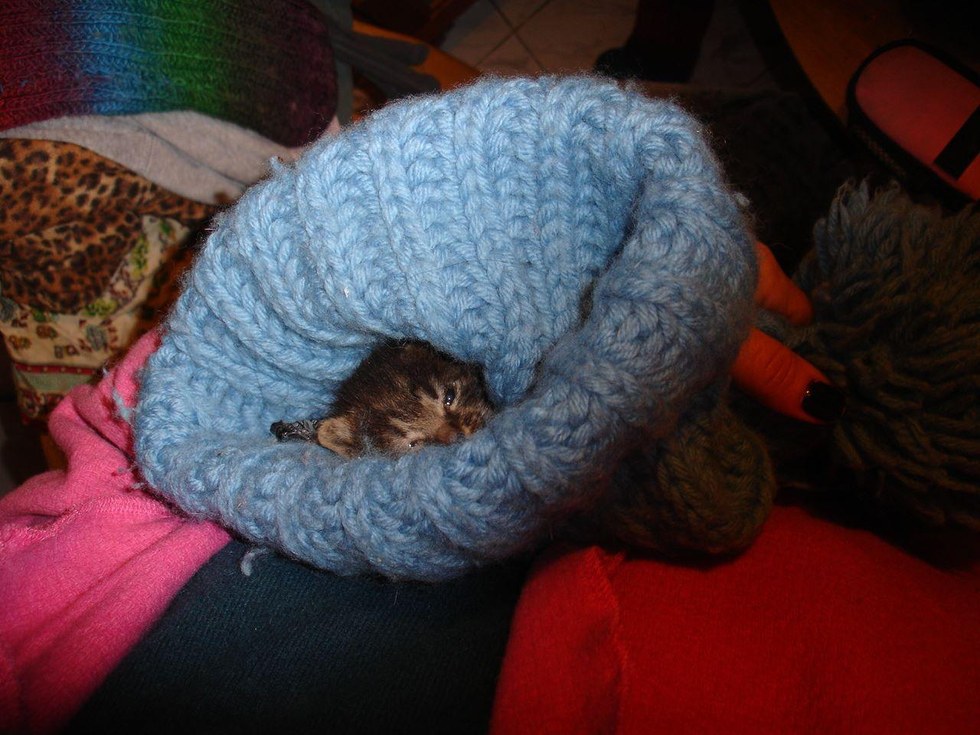 molly-frozen-kitten-2