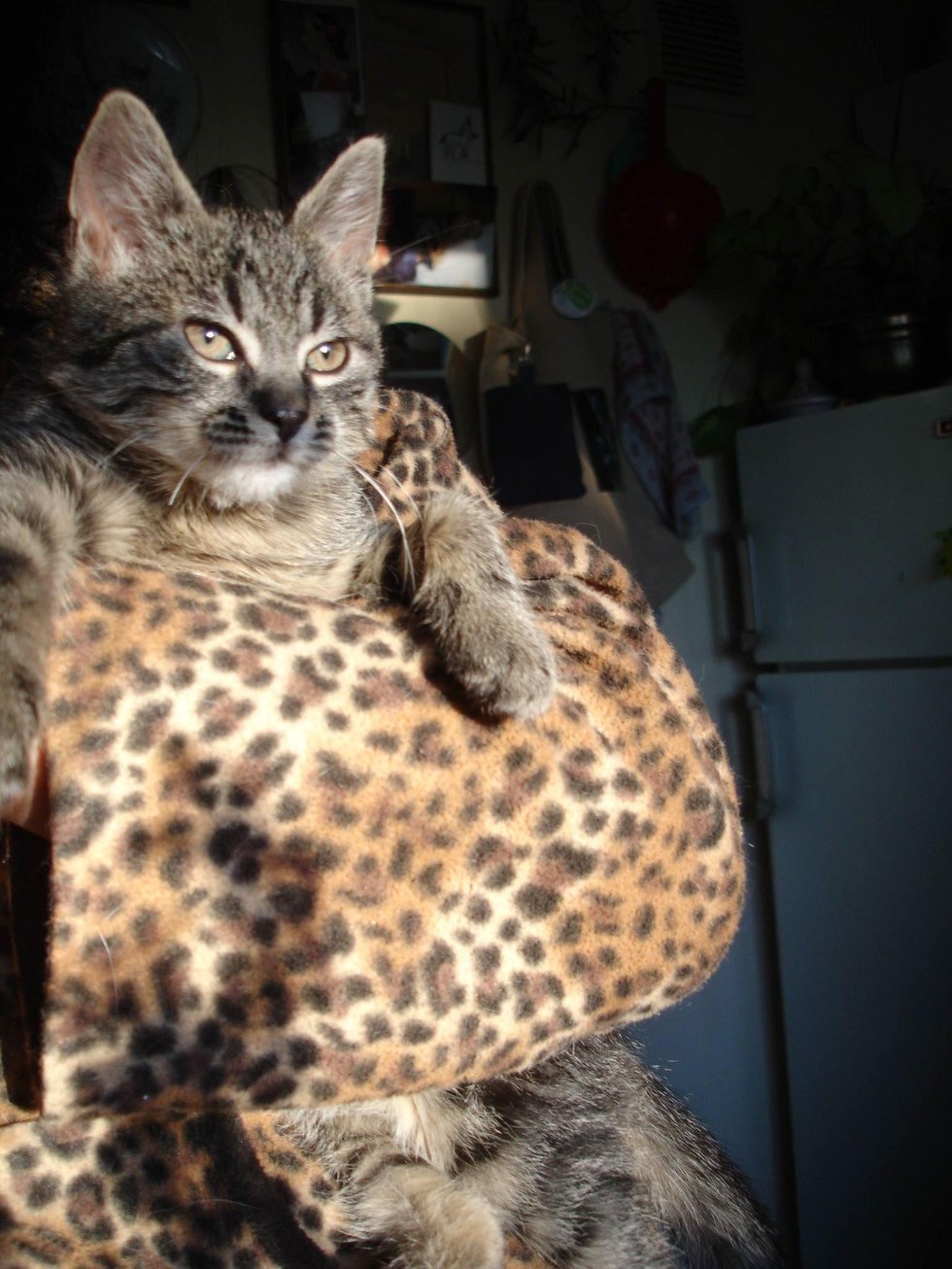 molly-frozen-kitten-4