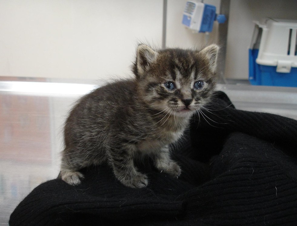 molly-frozen-kitten-3