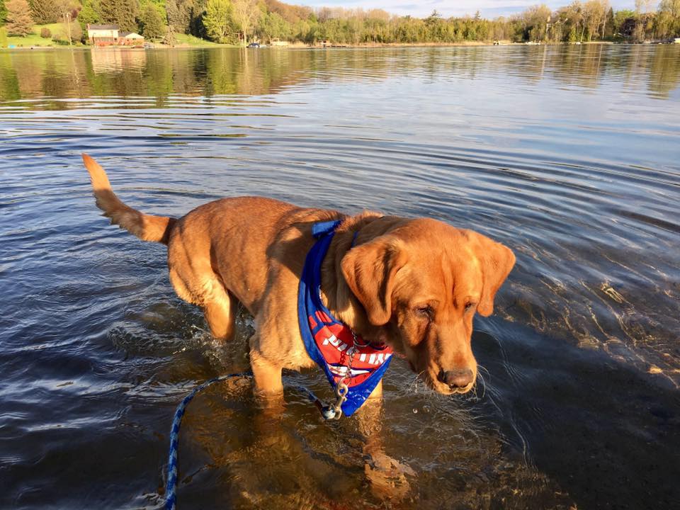 dog-eastwood-adopted-5