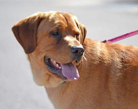 dog-eastwood-adopted-7