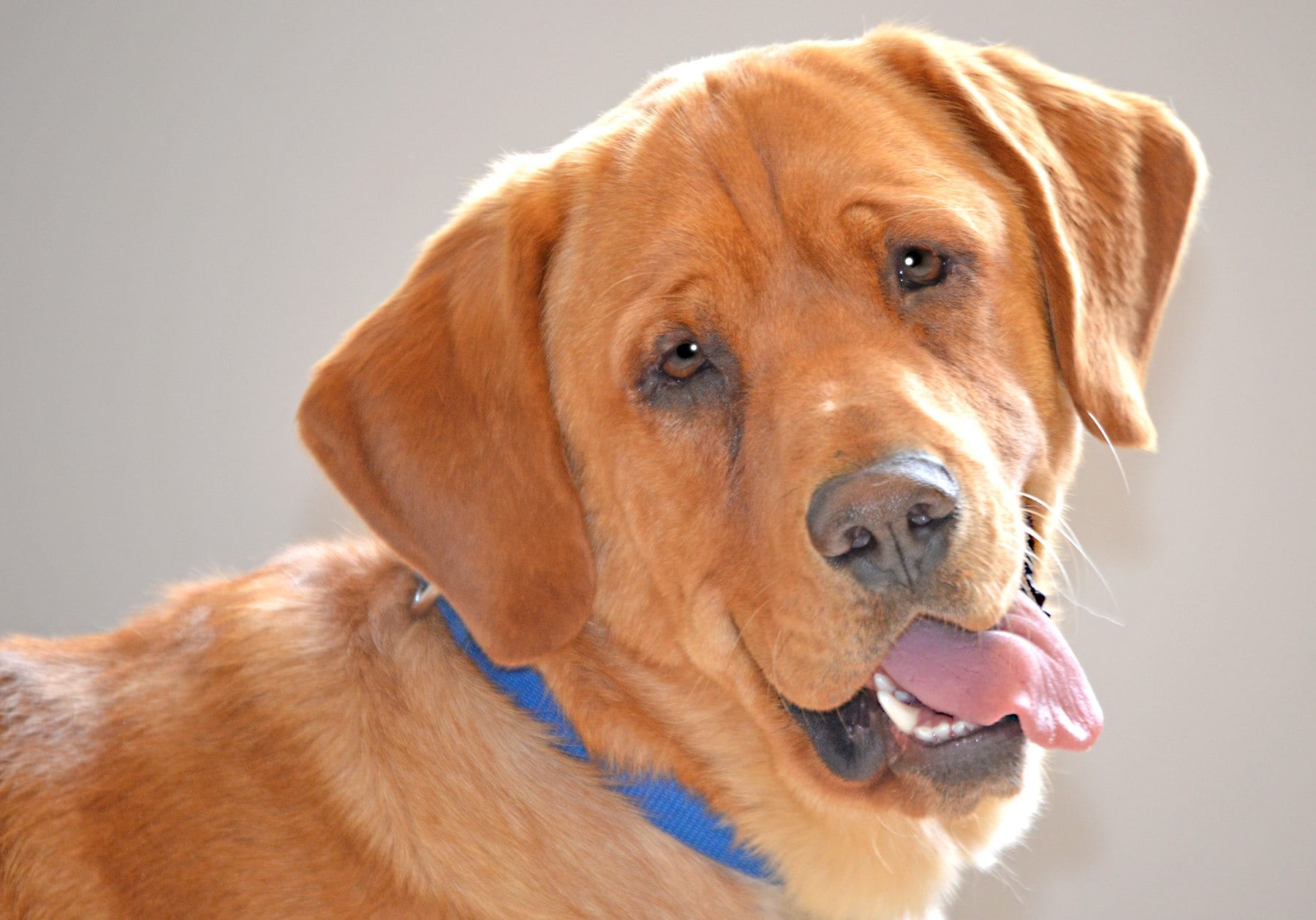 dog-eastwood-adopted-3