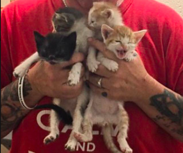 trash-collector-kittens-2