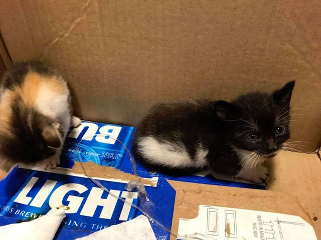 trash-collector-kittens-3