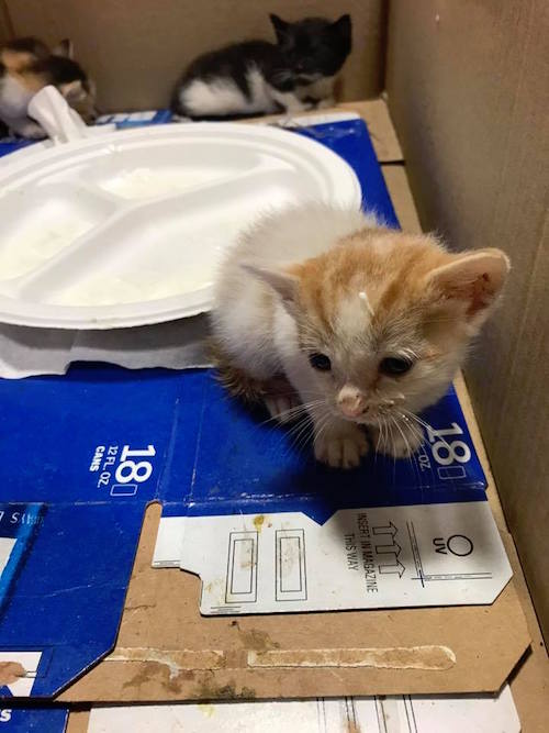 trash-collector-kittens-15