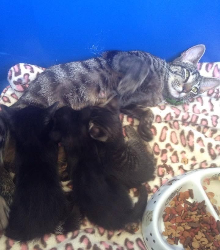 cats_kittens_camping_father_1