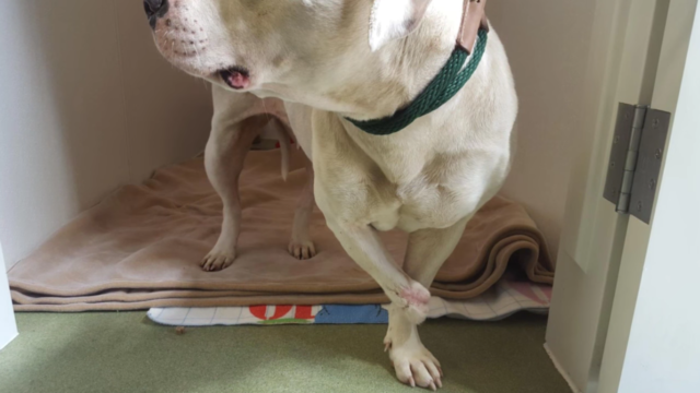 treya-chienne-enchainee-amputation-2