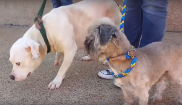 treya-chienne-enchainee-amputation-3