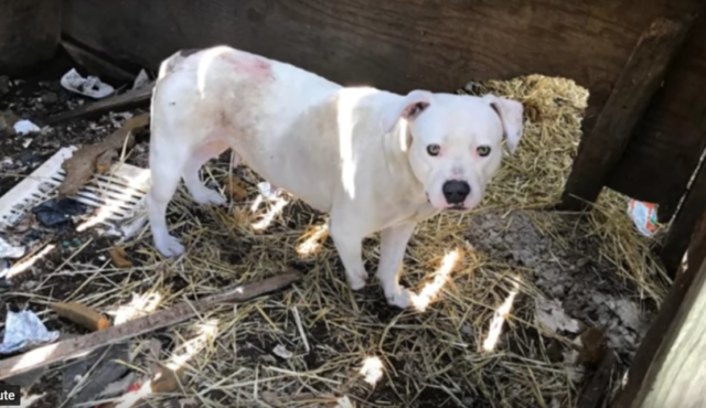 treya-chienne-enchainee-amputation-1