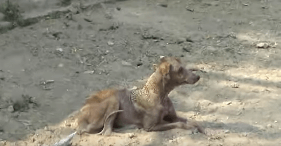 Screen Shot 2017-05-15 at 17.35.01