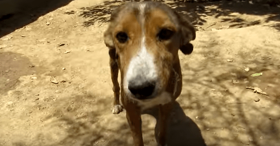 Screen Shot 2017-05-15 at 17.43.03