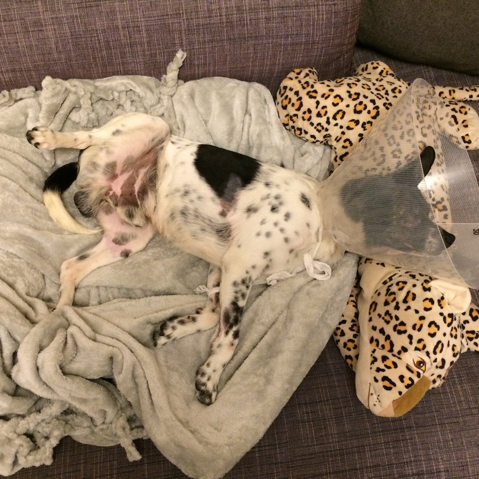 forrest-chien-accident-sauvetage-2