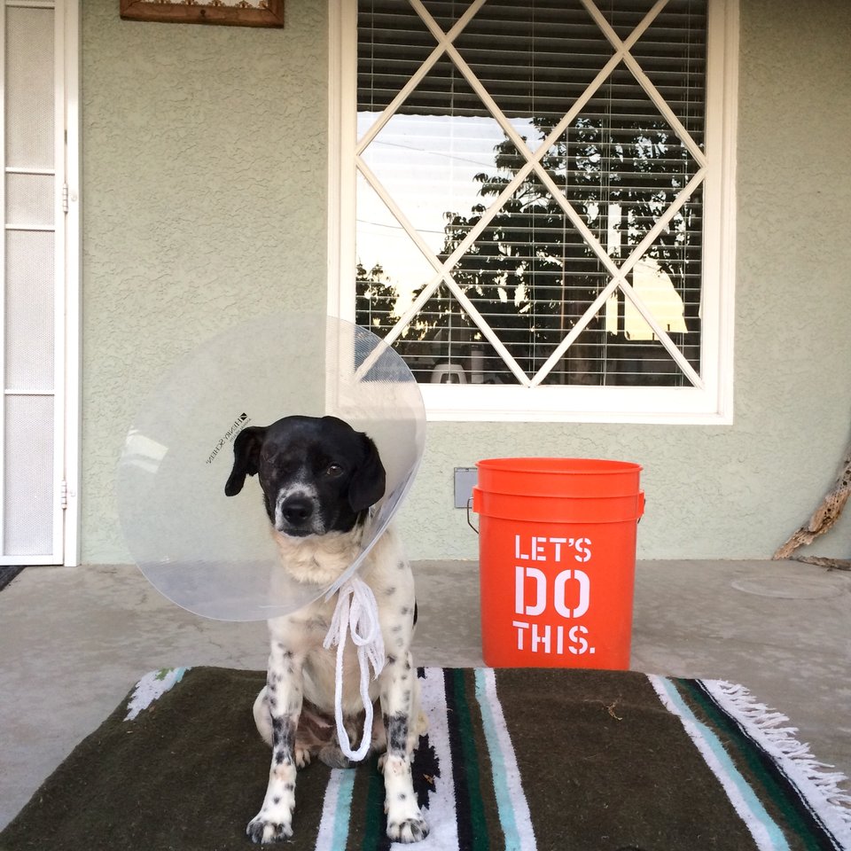 forrest-chien-accident-sauvetage-5