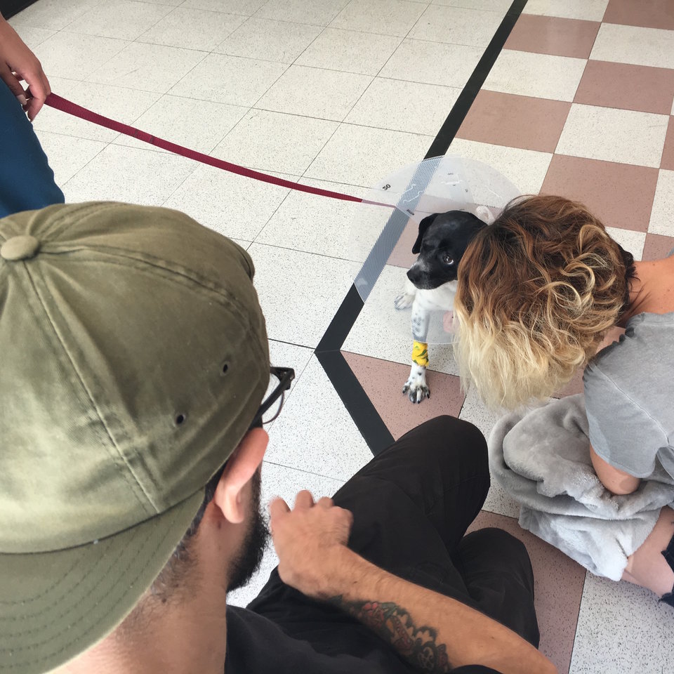 forrest-chien-accident-sauvetage-3