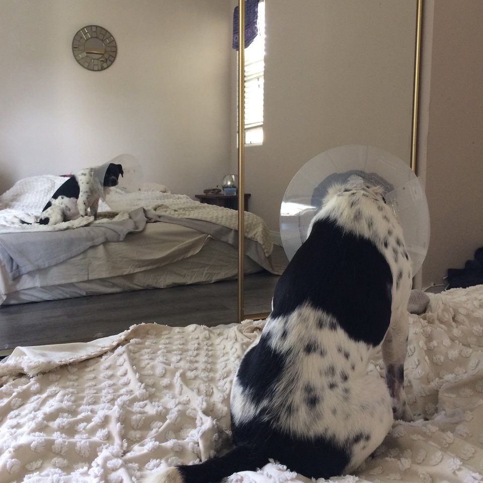 forrest-chien-accident-sauvetage-4