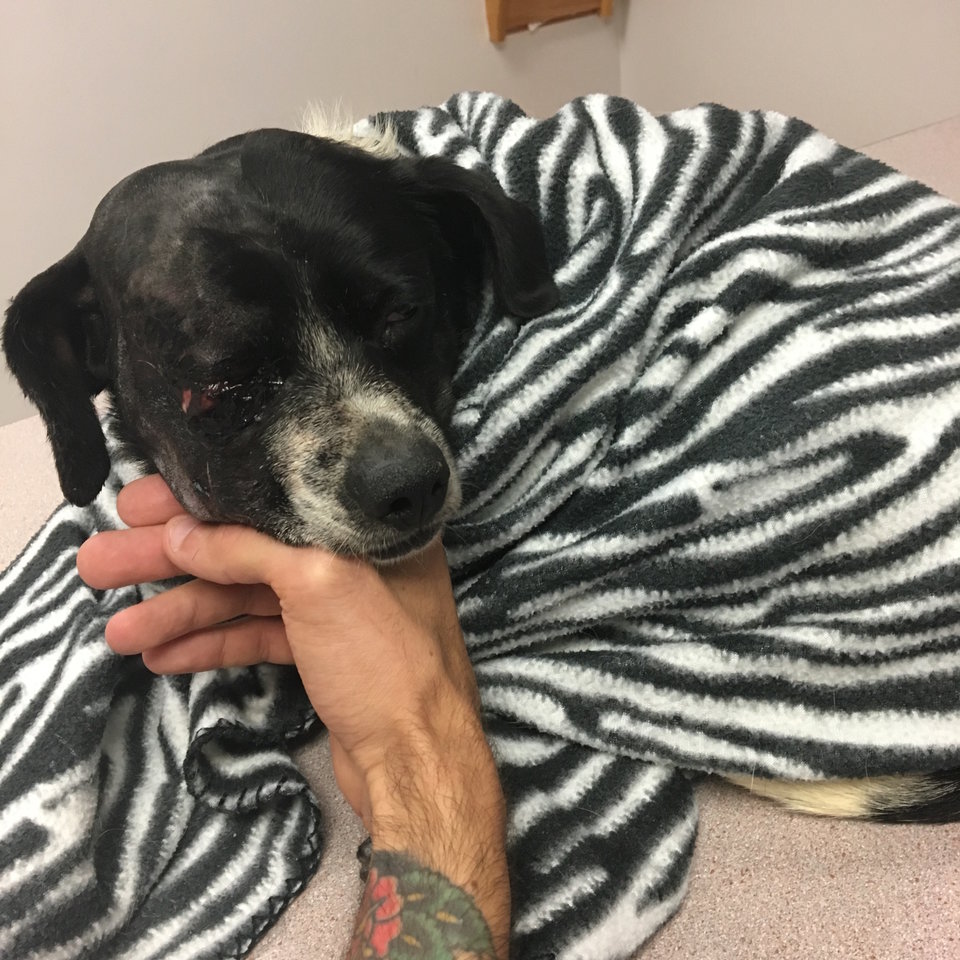 forrest-chien-accident-sauvetage-1