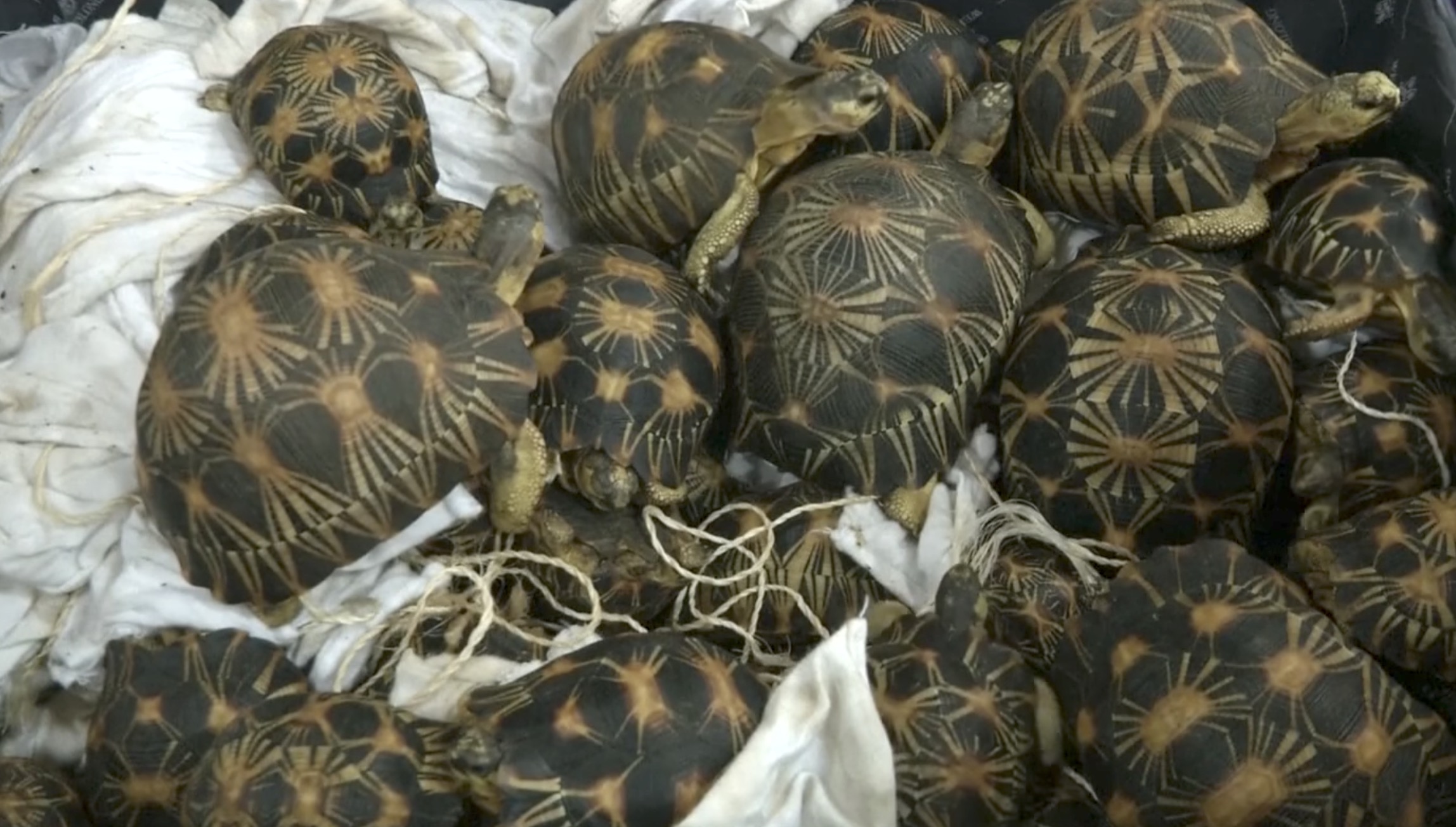 tortues-kuala-lumpur-saisies-valise-4