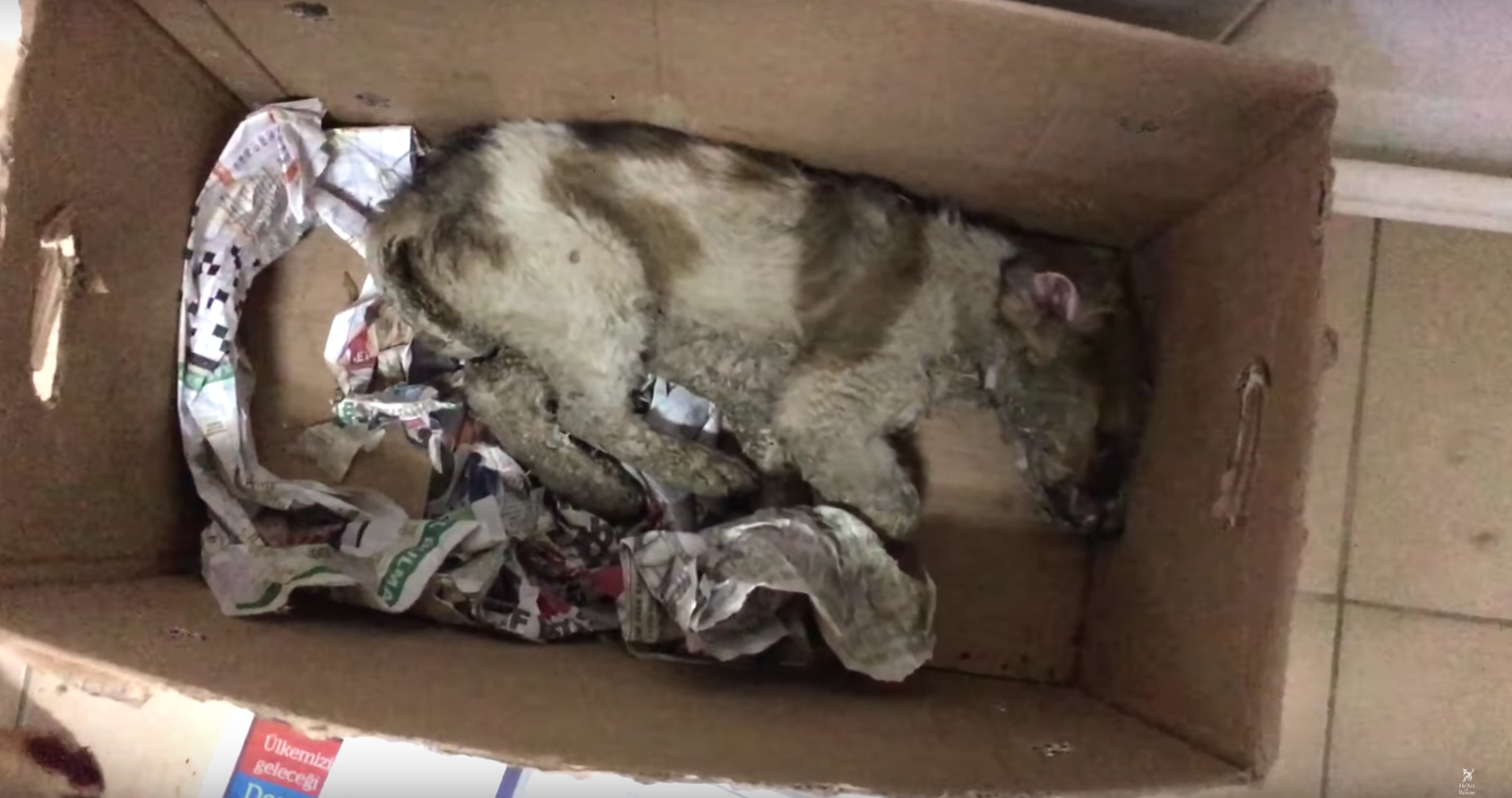 pascal-chien-colle-cruaute-14